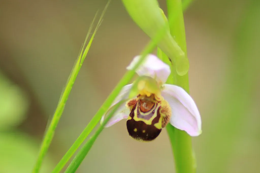 LE CHEMIN DES ORCHIDÉES Gimont Occitanie