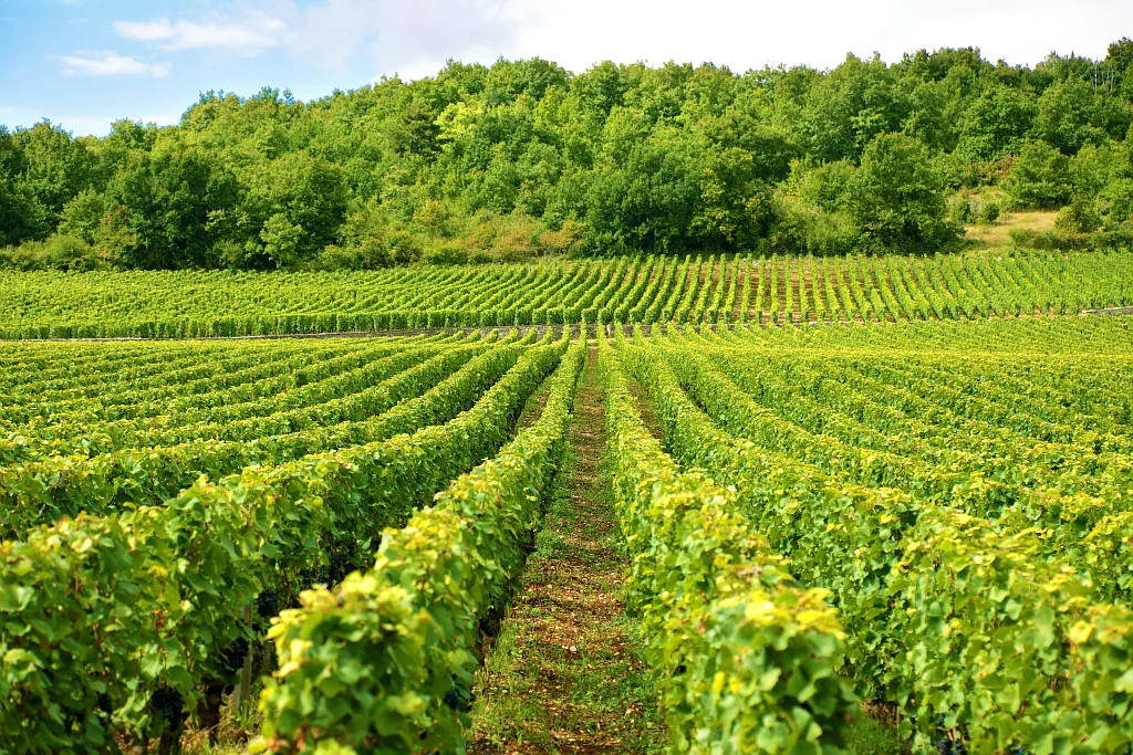 LA ROUTE DES VINS DE MADIRAN & PACHERENC DU VIC-BILH Marciac Occitanie