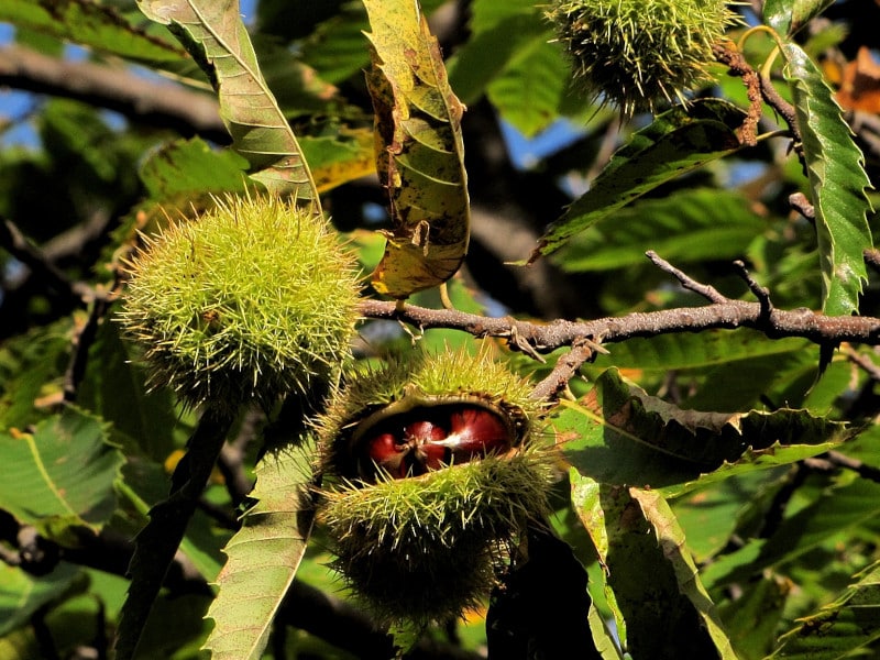 Le Bois du Roi Saint-Pierre-Canivet Normandie