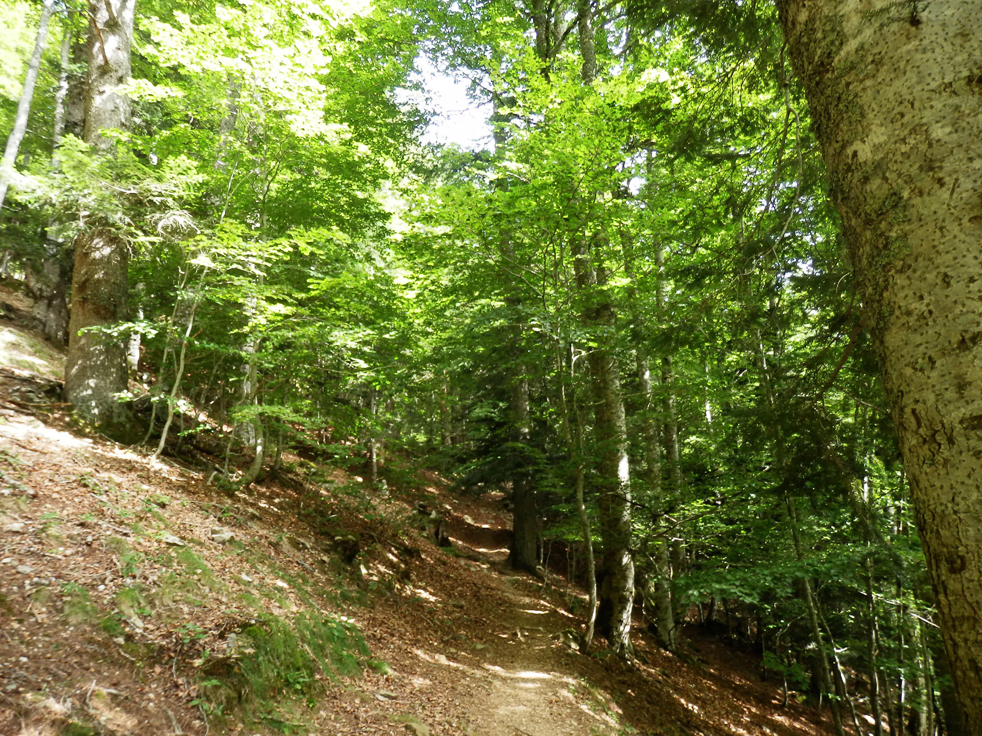 La Cabane de Chérue Laruns Nouvelle-Aquitaine