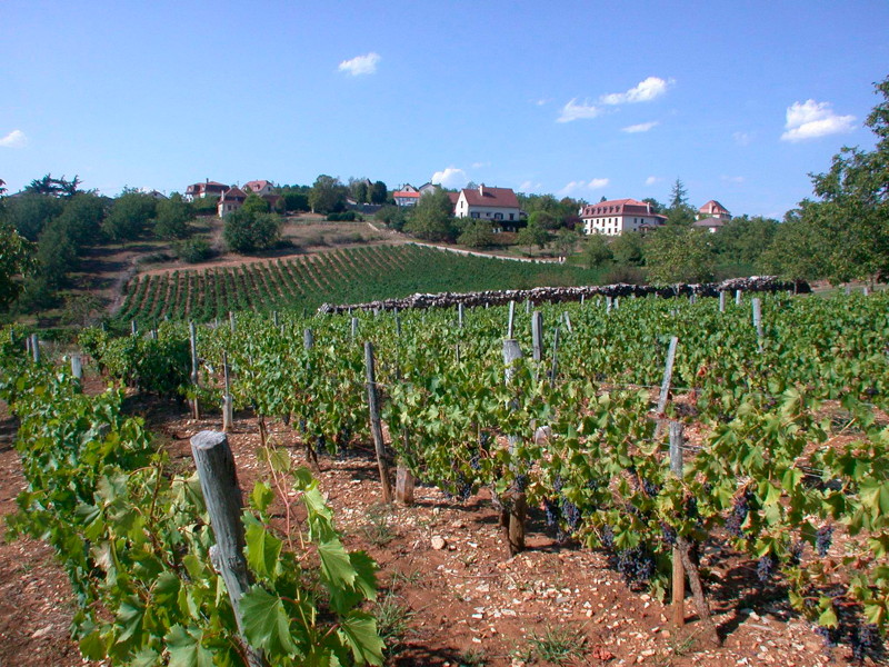 Dans les Vignes de Glanes Bretenoux Occitanie