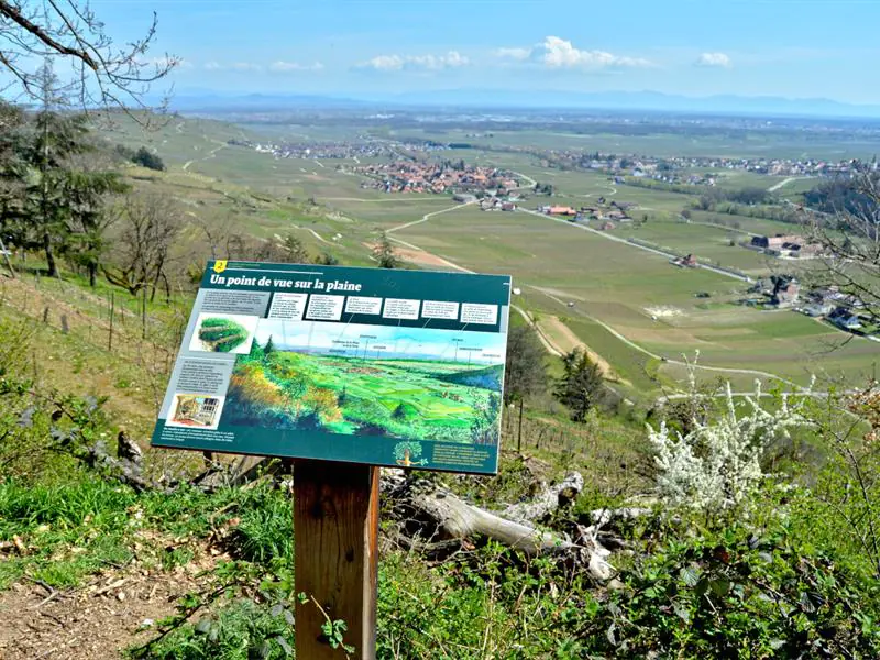 Circuit rando à la découverte des arbres remarquables Kaysersberg Vignoble Grand Est