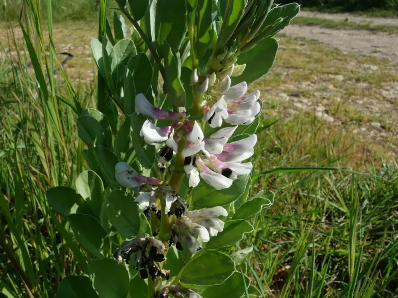 Mon Herbier Châtillonnais Clion-sur-Indre