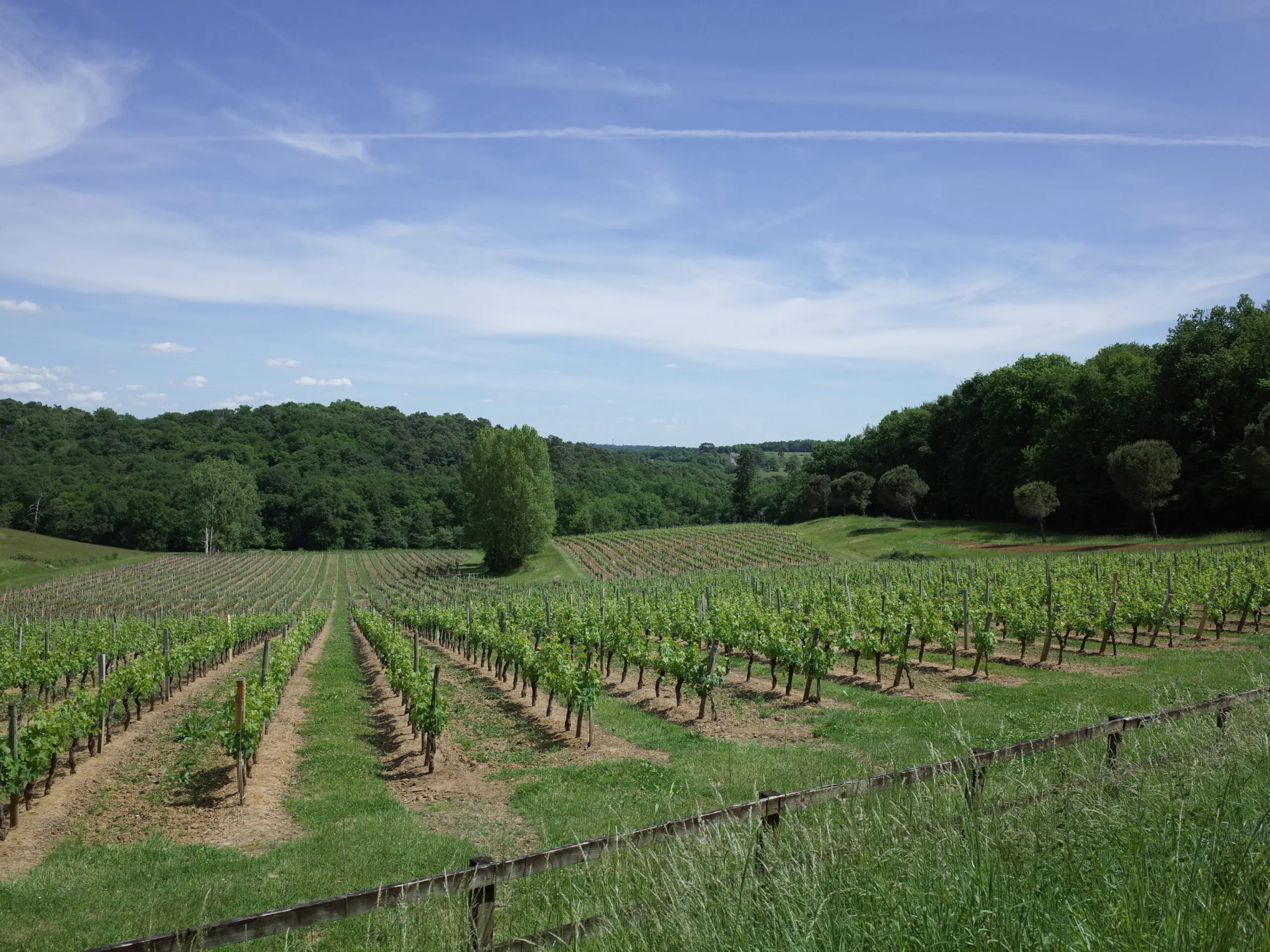 Les vignobles à vélo Excursion dans l’Entre-deux-mers au départ de Bordeaux Bordeaux Nouvelle-Aquitaine