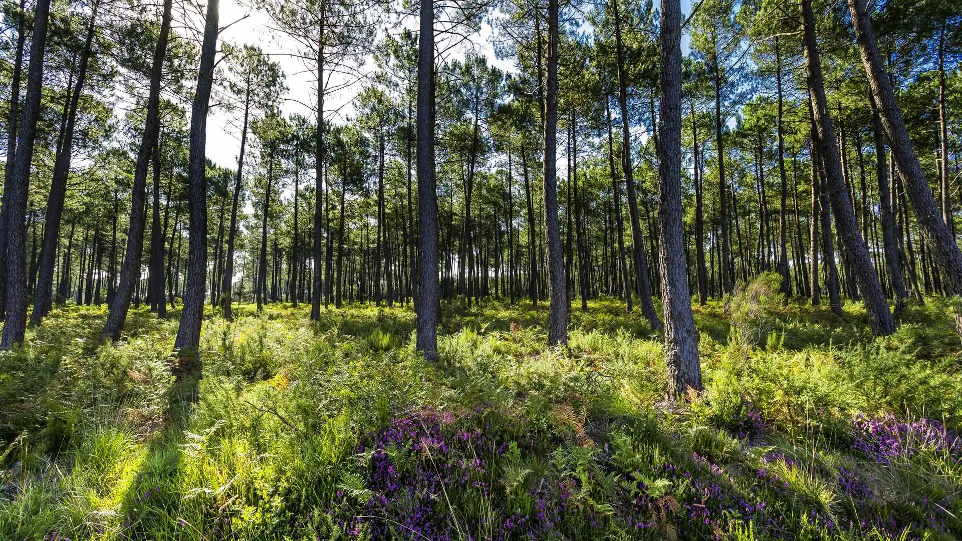 Voie Verte des Landes de Roquefort Roquefort Nouvelle-Aquitaine