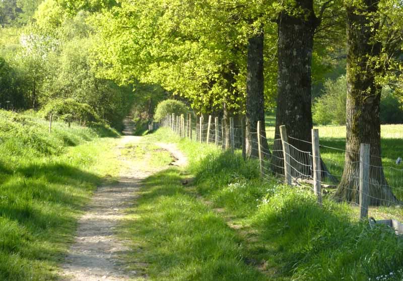 Forêt des Vaseix sentier la promenade de Chamberet Verneuil-sur-Vienne Nouvelle-Aquitaine