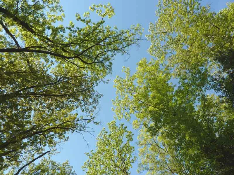 Forêt des Vaseix sentier le tour du grand bois Verneuil-sur-Vienne Nouvelle-Aquitaine