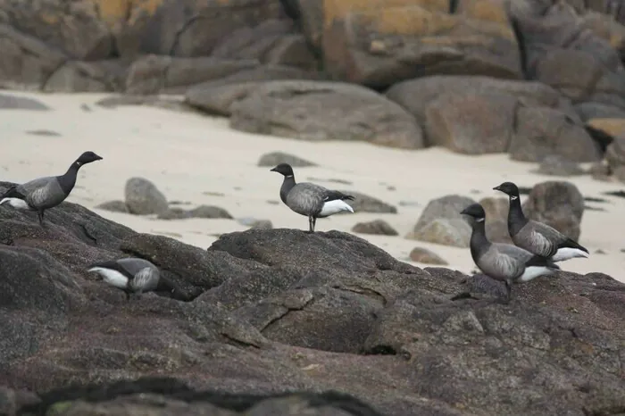 CHAUSEY/50 : stage GONm Îles chausey Granville