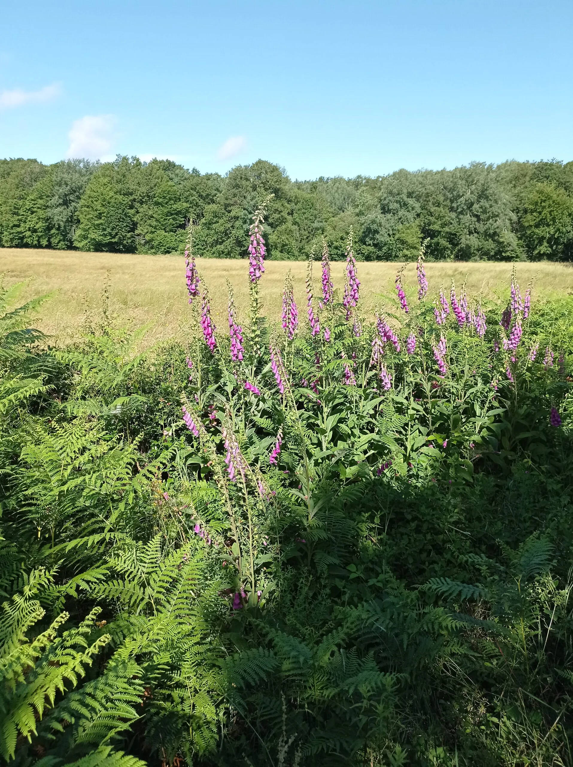 Le bois de Viersat Viersat Nouvelle-Aquitaine