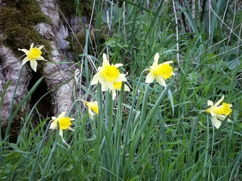 Le sentier des jonquilles Souleuvre en Bocage Normandie