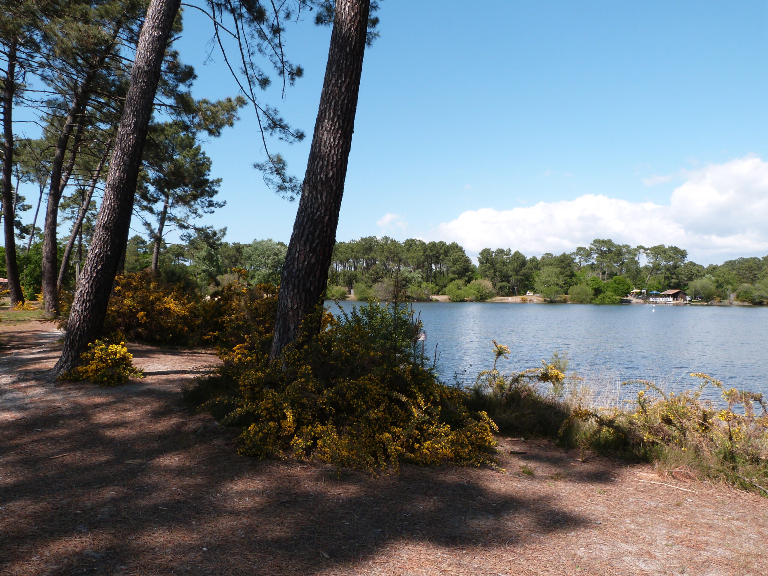 Balade à roulettes Le lac de la Magdeleine Gujan-Mestras Nouvelle-Aquitaine