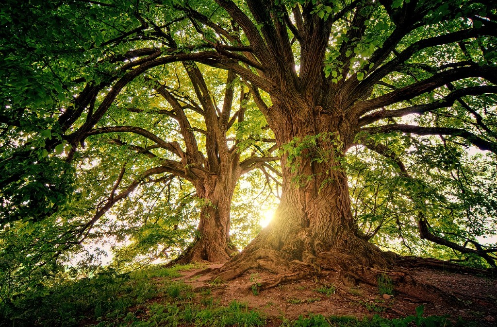 Fête de l'arbre et de l'Environnement