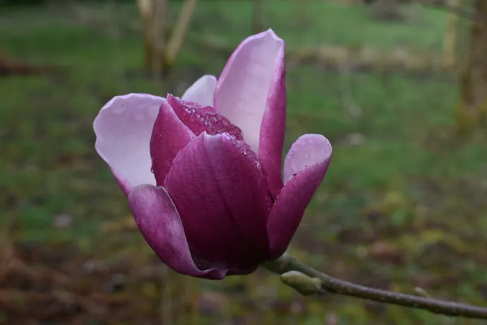 Visite guidée parfumée des jardins Les jardins de la ferme Ornée Carrouges