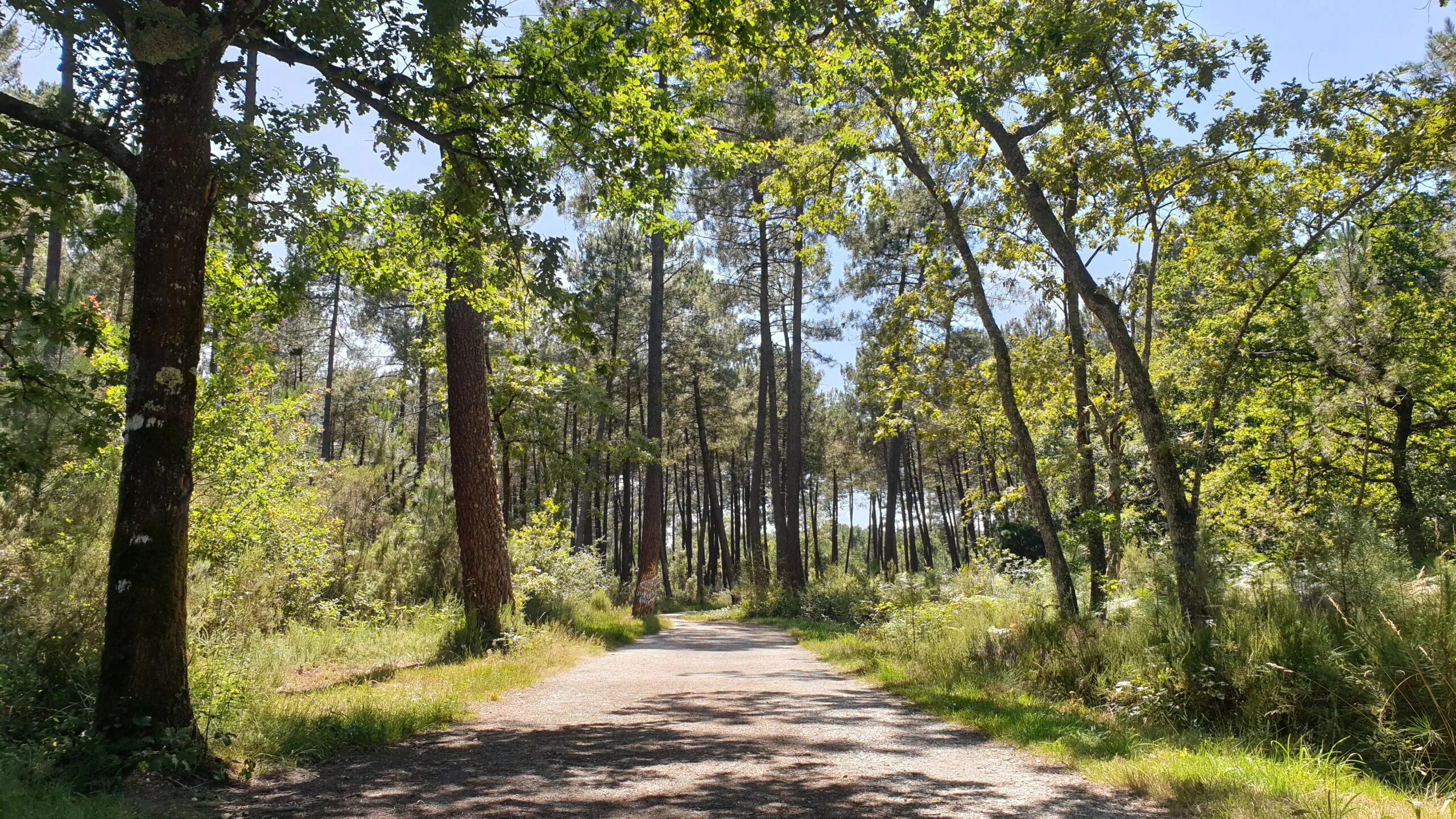 Balade à roulettes Forêt de Migelane La balade géologique Martillac Nouvelle-Aquitaine