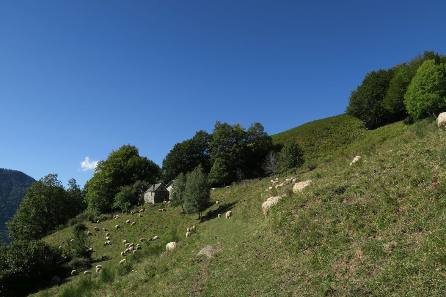 N°60 Sur les traces de l'ours petit circuit Etsaut Nouvelle-Aquitaine