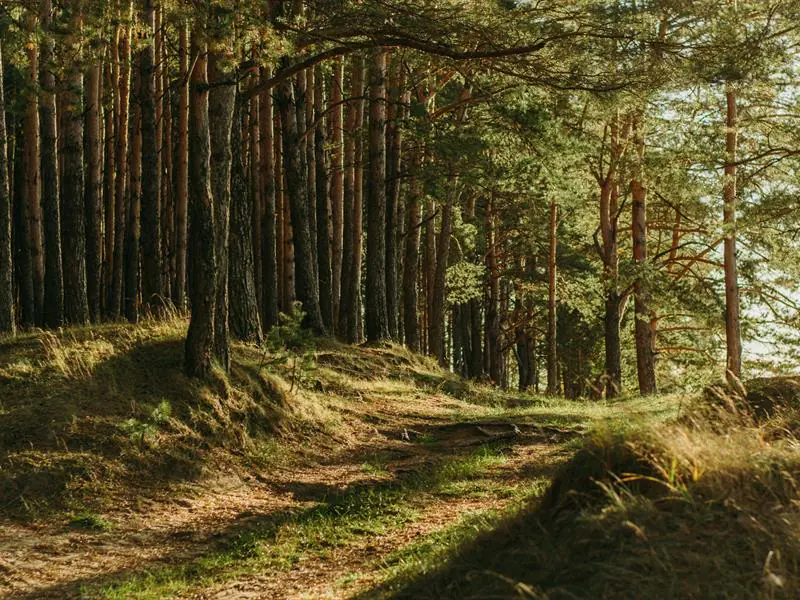 Se ressourcer grâce à l'énergie de la forêt