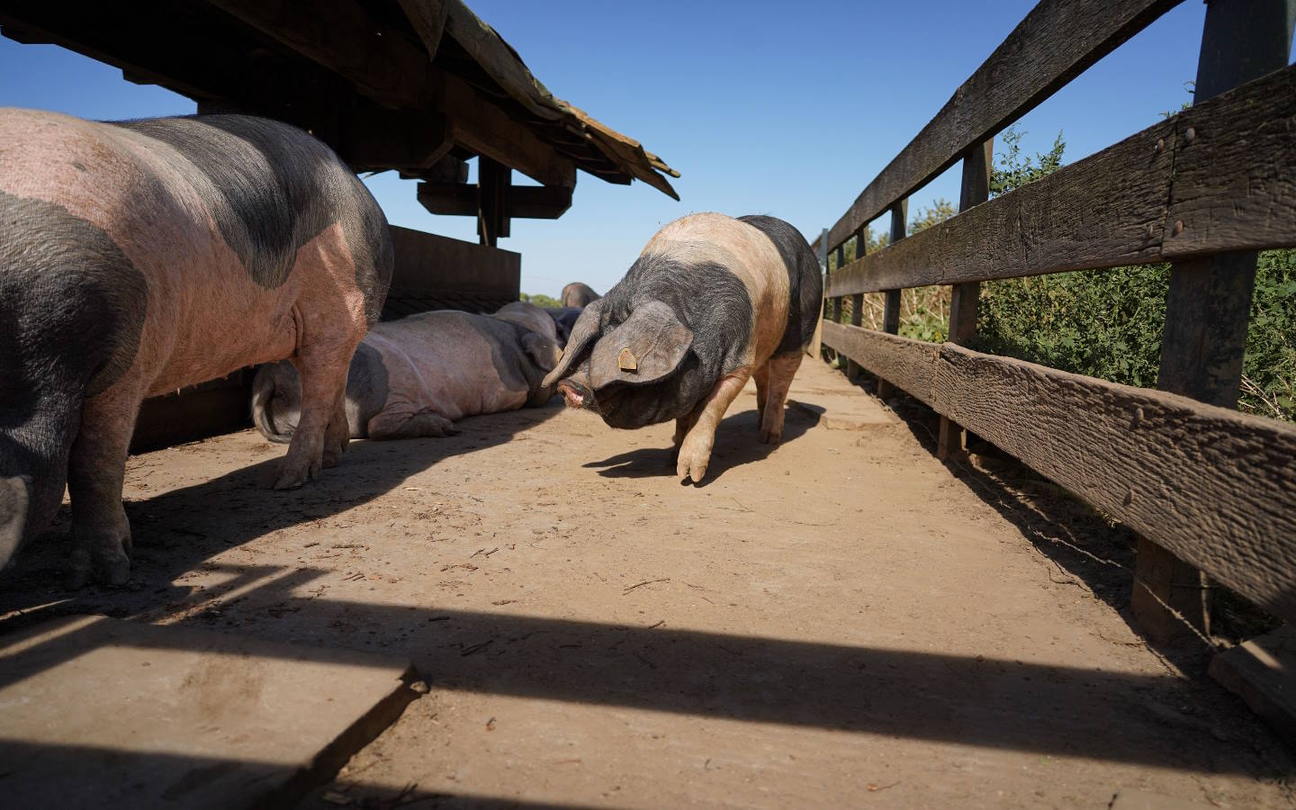 Suhalmendi à la découverte du porc basque Sare Nouvelle-Aquitaine