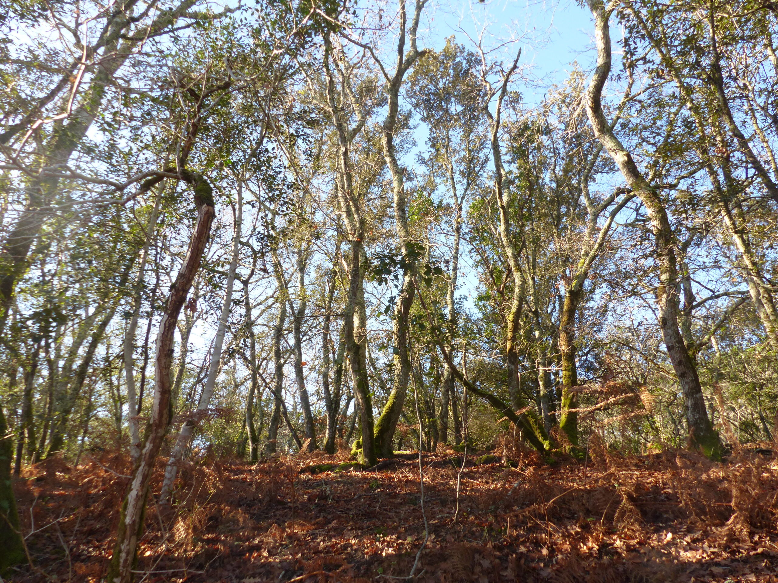 Le sentier des Chênes Réserve Naturelle de Hourtin Hourtin Nouvelle-Aquitaine