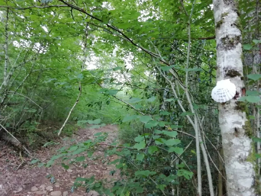 VTT Circuit 6 Le Bois De L'ours Rodez Occitanie