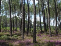 A Labrit "Parfums de landes" Labrit Nouvelle-Aquitaine