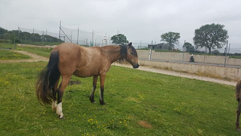 La Brenne à cheval circuits en marguerite au départ du domaine de Puylagorge Lignac Centre-Val de Loire