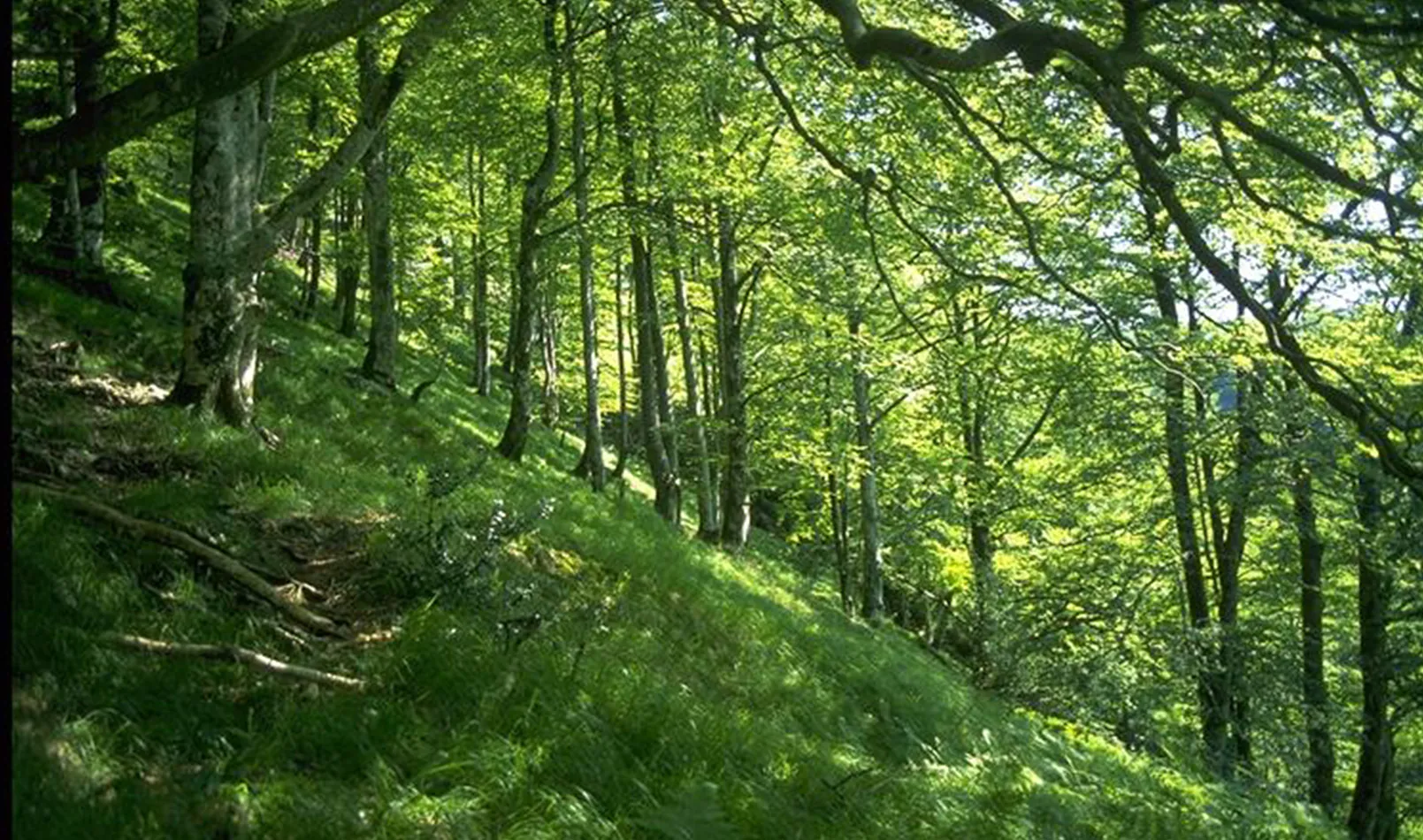 Petrilare (Forêt d'Iraty) Larrau Nouvelle-Aquitaine