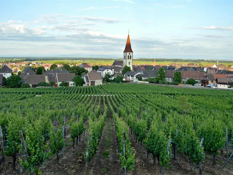 Circuit rando de Kaysersberg à Ammerschwihr entre vignoble et forêt Kaysersberg Vignoble Grand Est