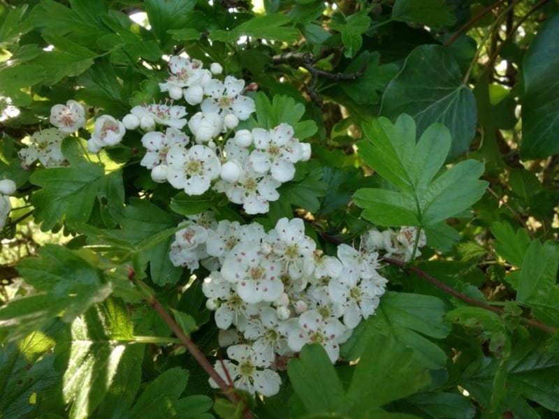 Mon Herbier Châtillonnais Saint-Cyran-du-Jambot