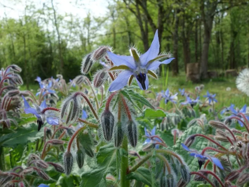 Mon Herbier Châtillonnais Saint-Médard