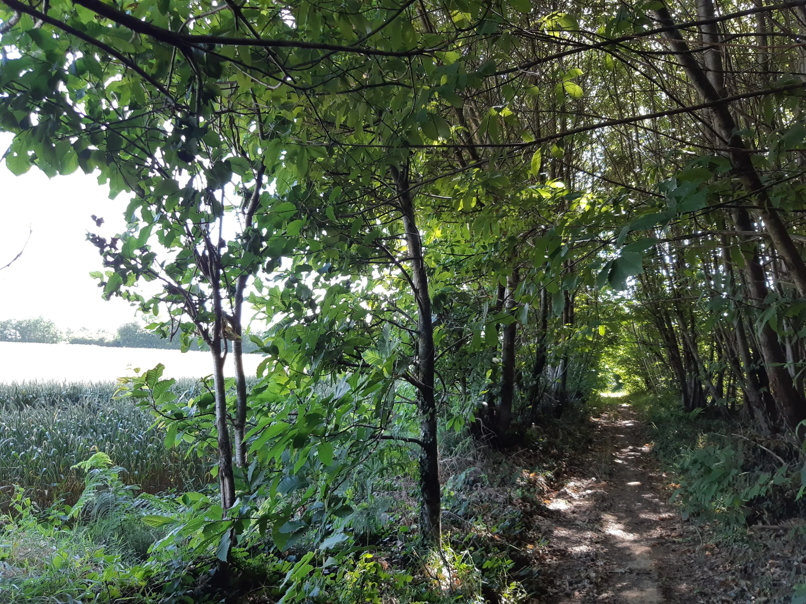 Les Bois de la Garde Melle Melle Nouvelle-Aquitaine