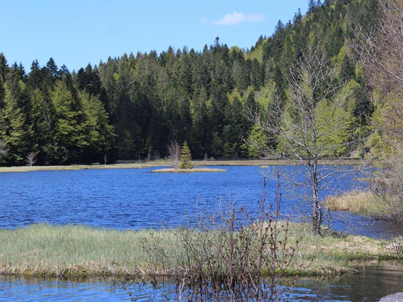 Le sentier pédagogique du lac de Lispach et de la ténine à La Bresse La Bresse Grand Est