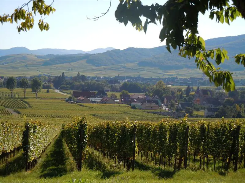 Sentier viticole Furstentum Kaysersberg Vignoble Grand Est