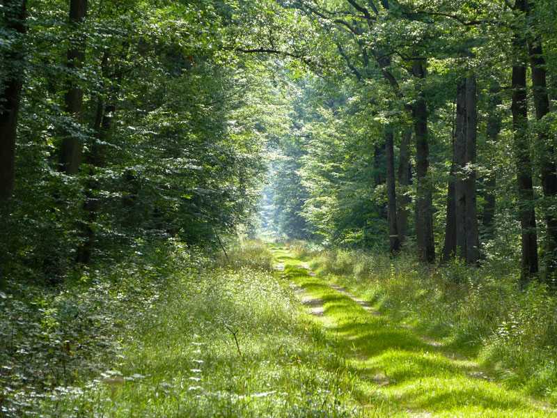 La forêt de Choussy Choussy Centre-Val de Loire