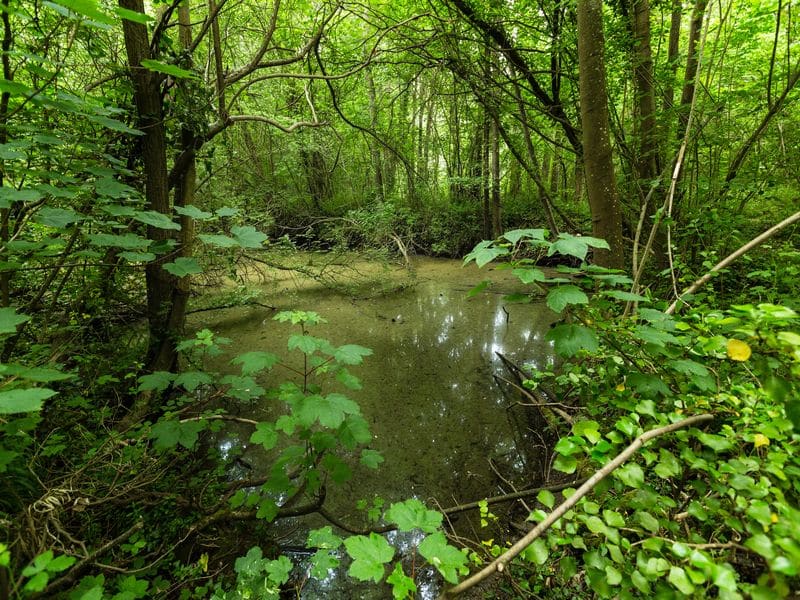 Sentier nature du bois du Caprice Saint-Aubin-d'Arquenay Normandie