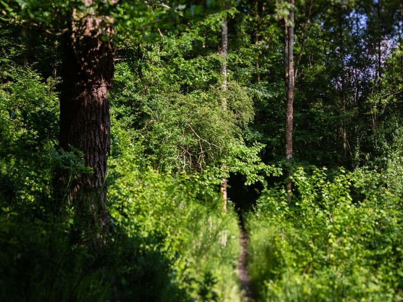 Sentier nature du bois des Amis de Jean Bosco Mondrainville Normandie