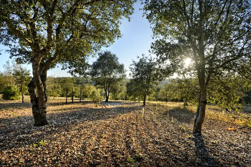 Autour de la truffe à Mareuil Mareuil en Périgord Nouvelle-Aquitaine