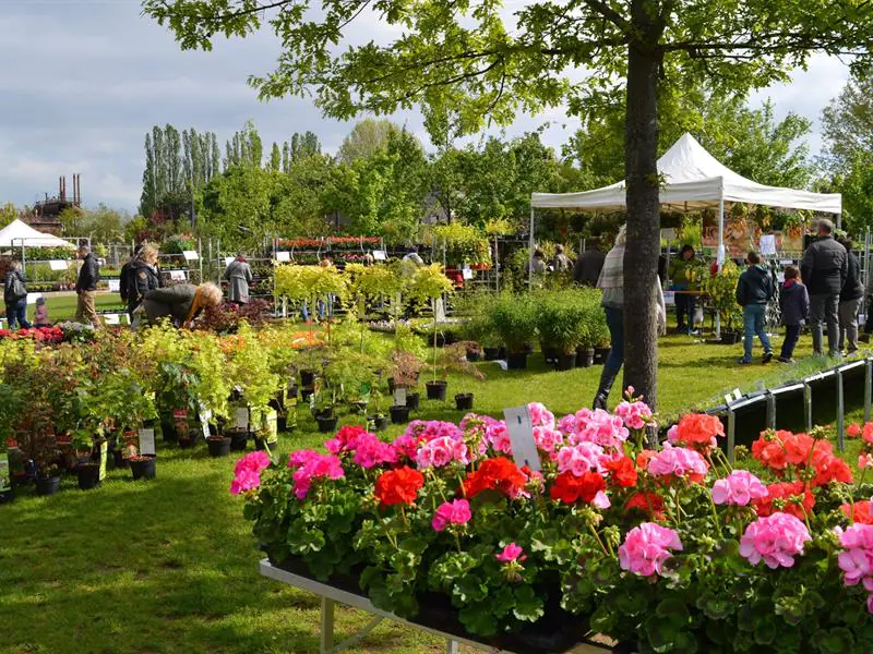 FÊTE DES PLANTES D'AUTOMNE