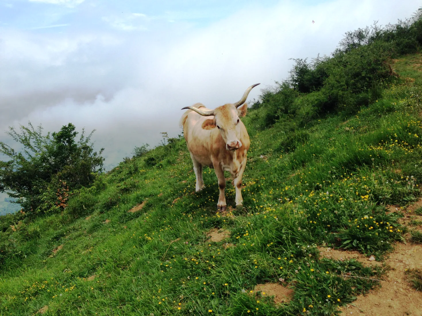 N°17 Plateau d'Ourdinse Bedous Nouvelle-Aquitaine