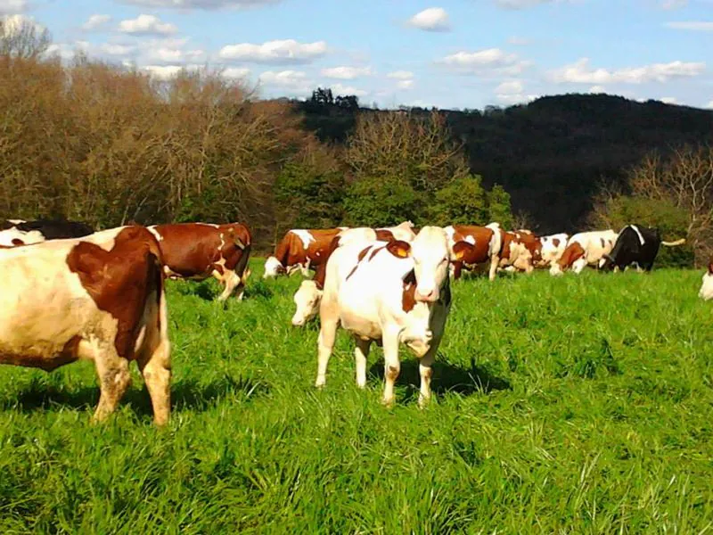 Autour des produits laitiers à Sainte Nathalène Sainte-Nathalène Nouvelle-Aquitaine