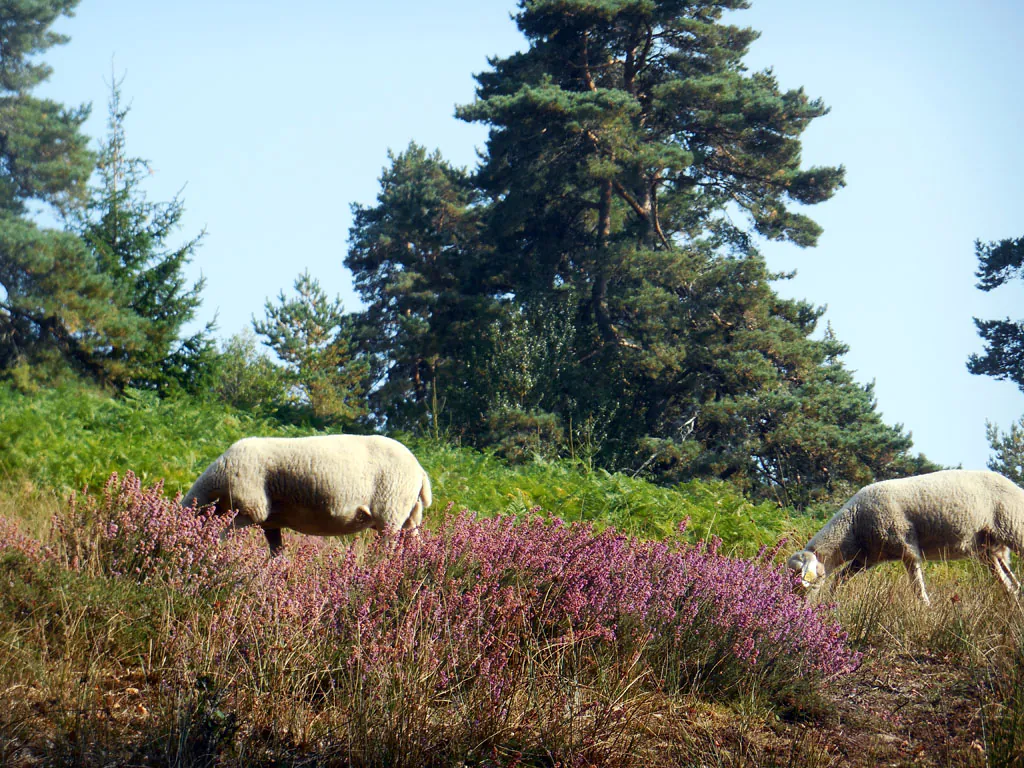 Métamorphoses paysagères Meymac Nouvelle-Aquitaine