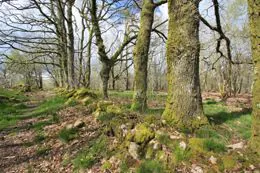 Circuit 'entre Cimas e Combas' Cognac-la-Forêt Nouvelle-Aquitaine