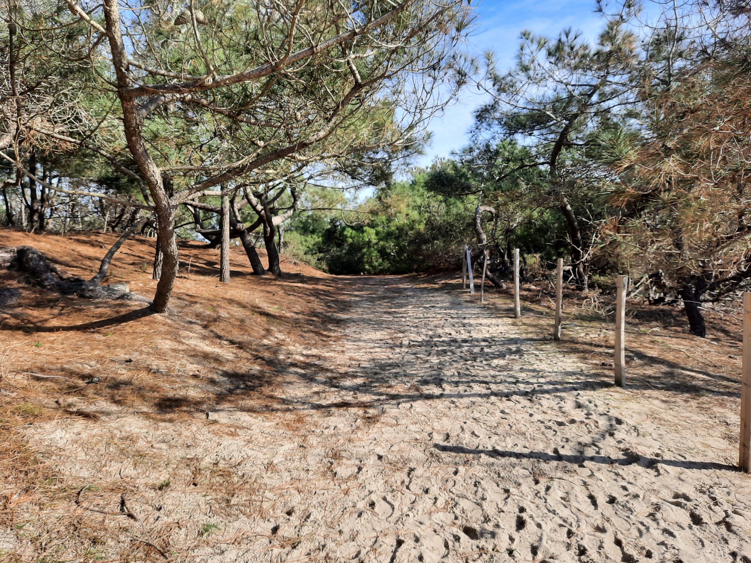 Sentier des genêts Réserve Naturelle de Hourtin Hourtin Nouvelle-Aquitaine