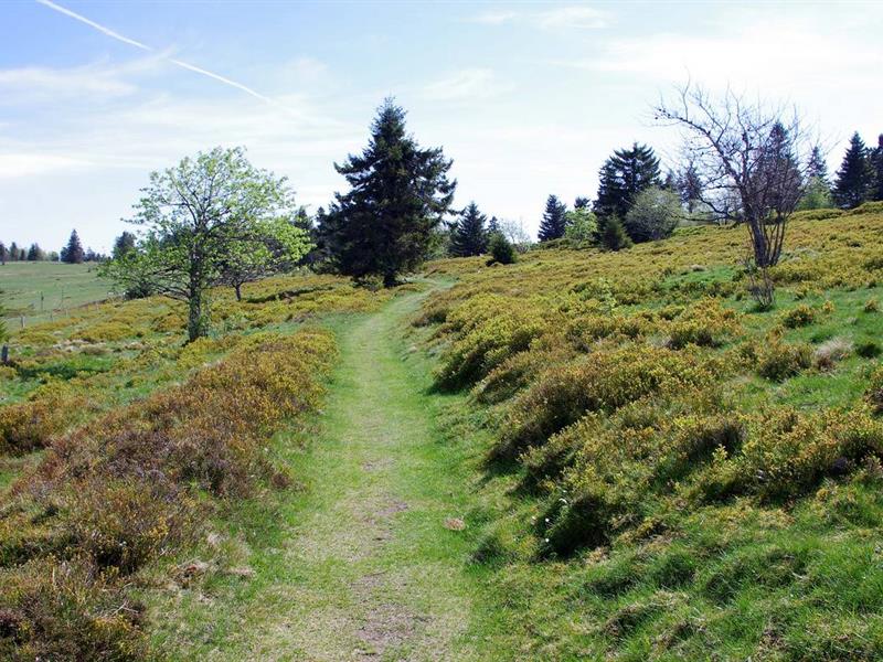 Circuit rando CDF04 La chaume des Veaux Belmont Grand Est