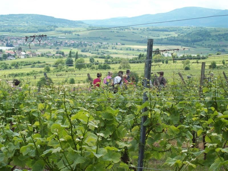 Randonnée du Trötele circuit de Bacchus Molsheim Grand Est