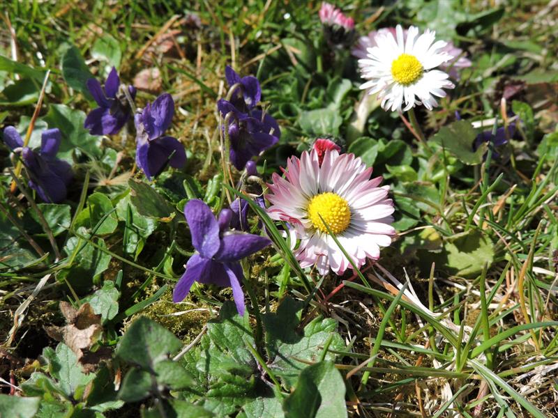 Randonnée Vers les collines de Rosenwiller Gresswiller Grand Est