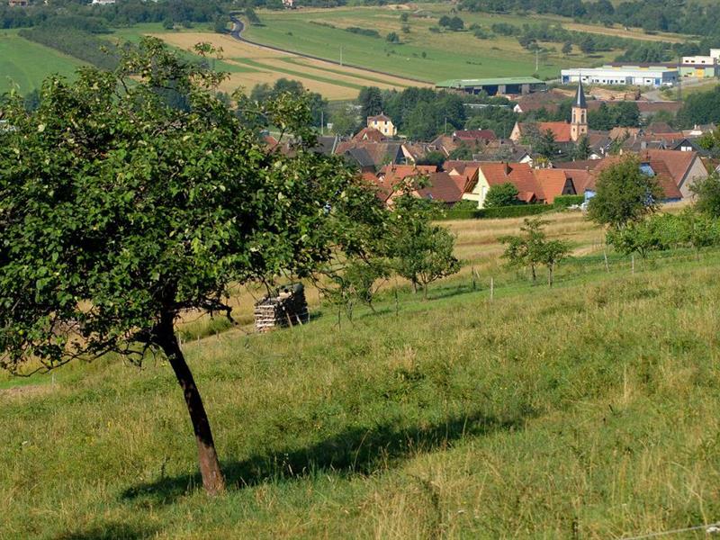 Randonnée La Schrann Triembach-au-Val Grand Est