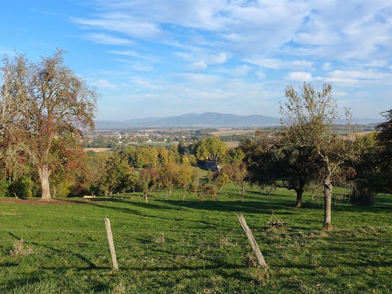 Circuit VTT n°31 Le Tour du Rebberg Tagolsheim Grand Est