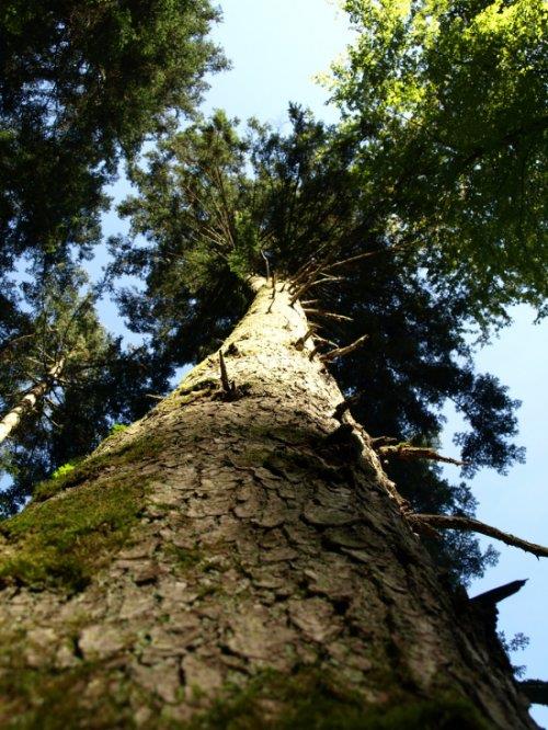 Le Sentier des Grands Arbres d'Oltingue Oltingue Grand Est