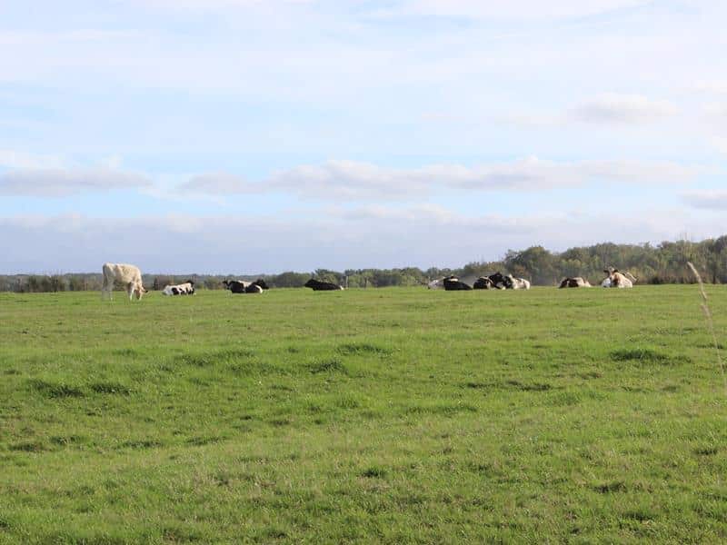 Balades et randonnées à Vathiménil bois banal Vathiménil Grand Est
