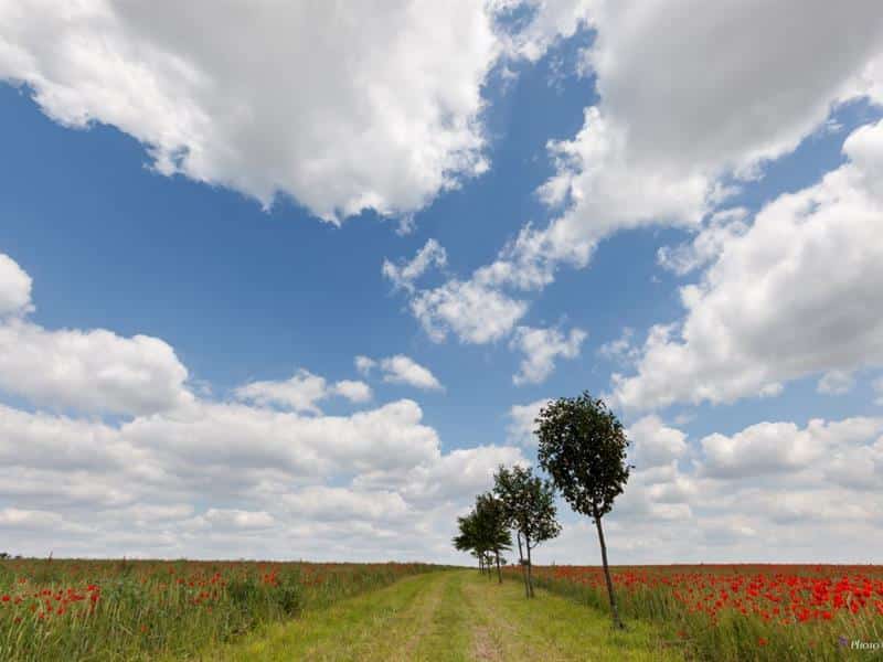 Circuit des moulins Kerbach Grand Est